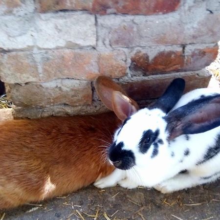 ホテル Jurtafarm Rackeve - A Nomad Luxus エクステリア 写真